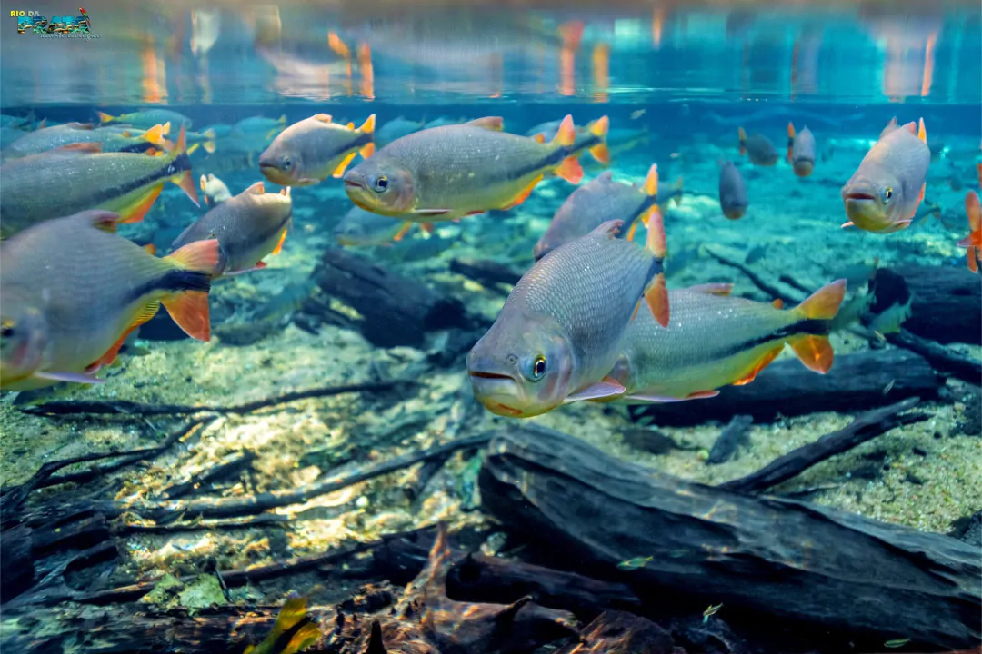Bonito Rig Bonito Full - Brazil Ecotrips